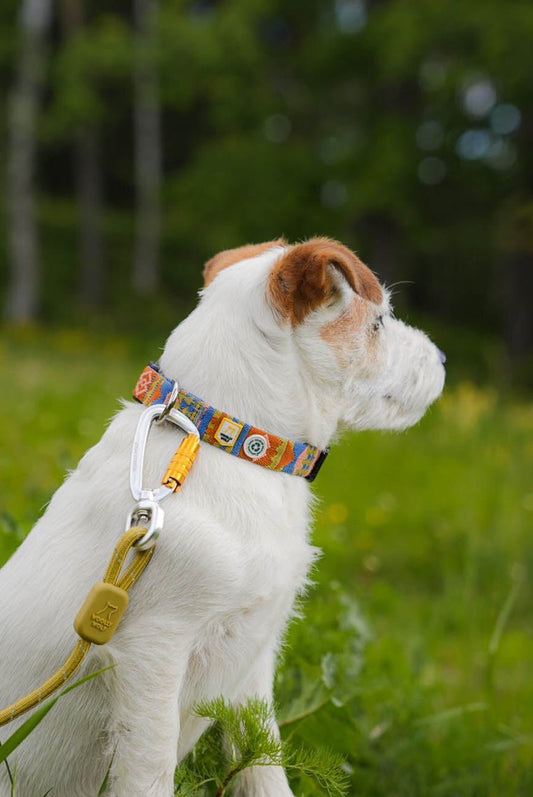 Nightless Night Dog Collar