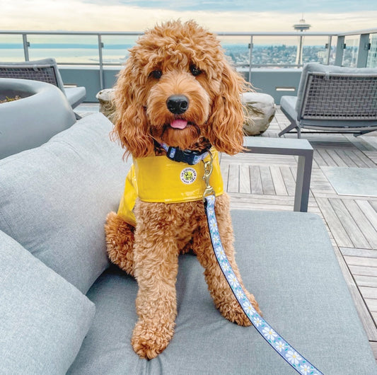 Daisy Dog Lead