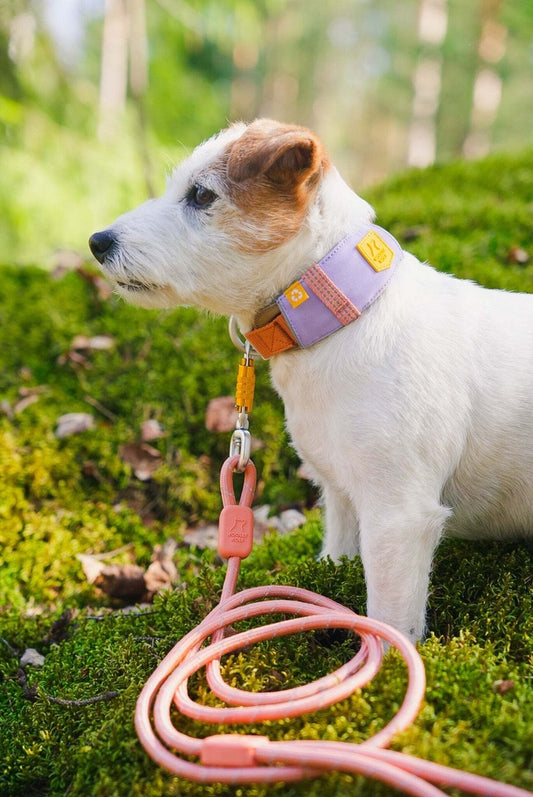 Alpha 360 Dog Collar Lavender