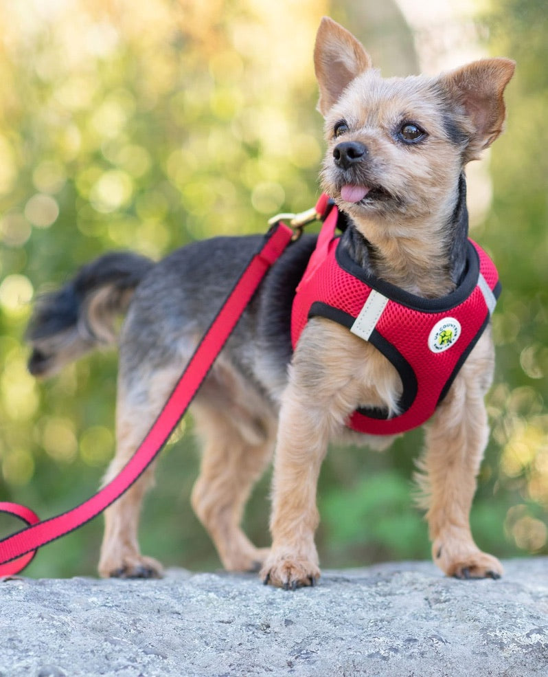 Red and Black Small Dog Vest Harness