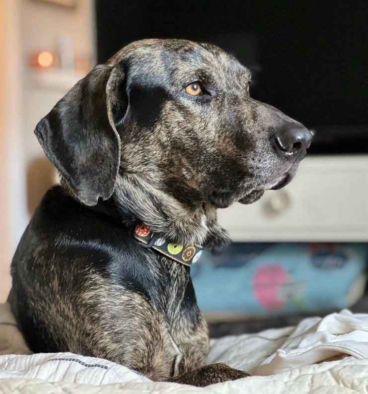 Donuts Dog Lead