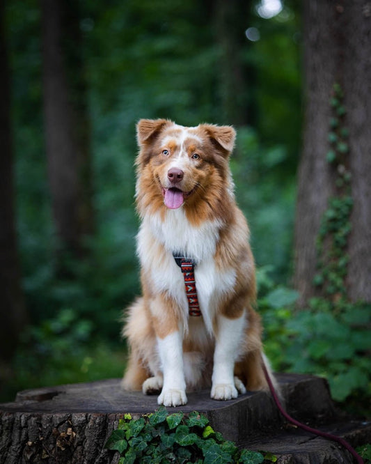 Polar Night Dog Harness
