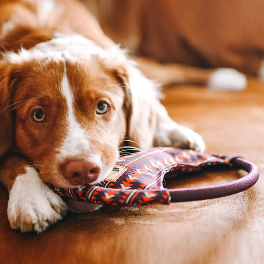 Woodland Squeaky Dog Frisbee