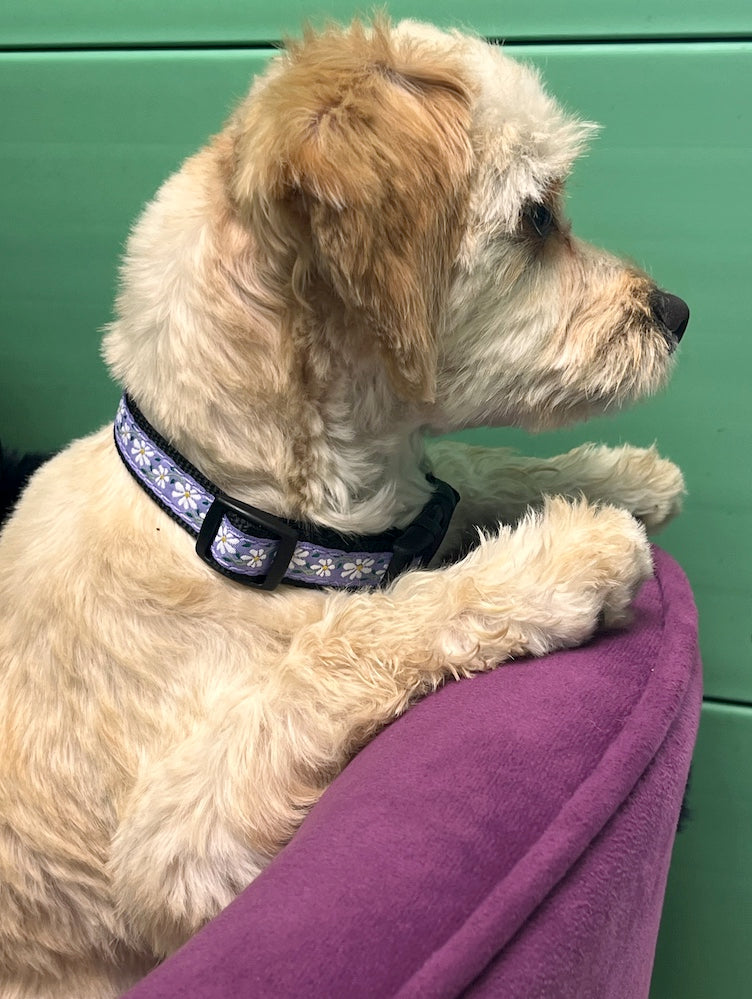Daisy Dog Collar