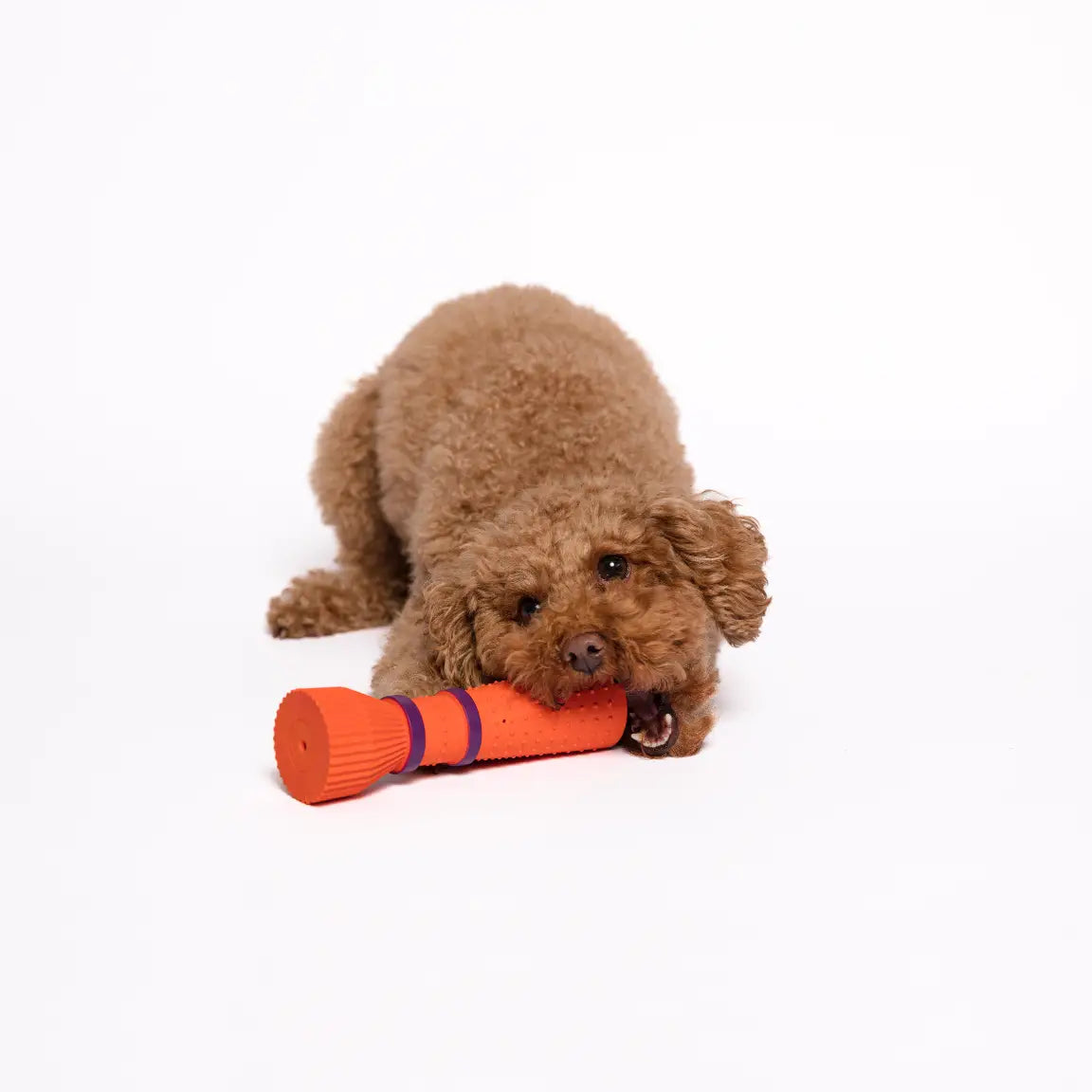 Brown dog playing with an orange toy on a white background