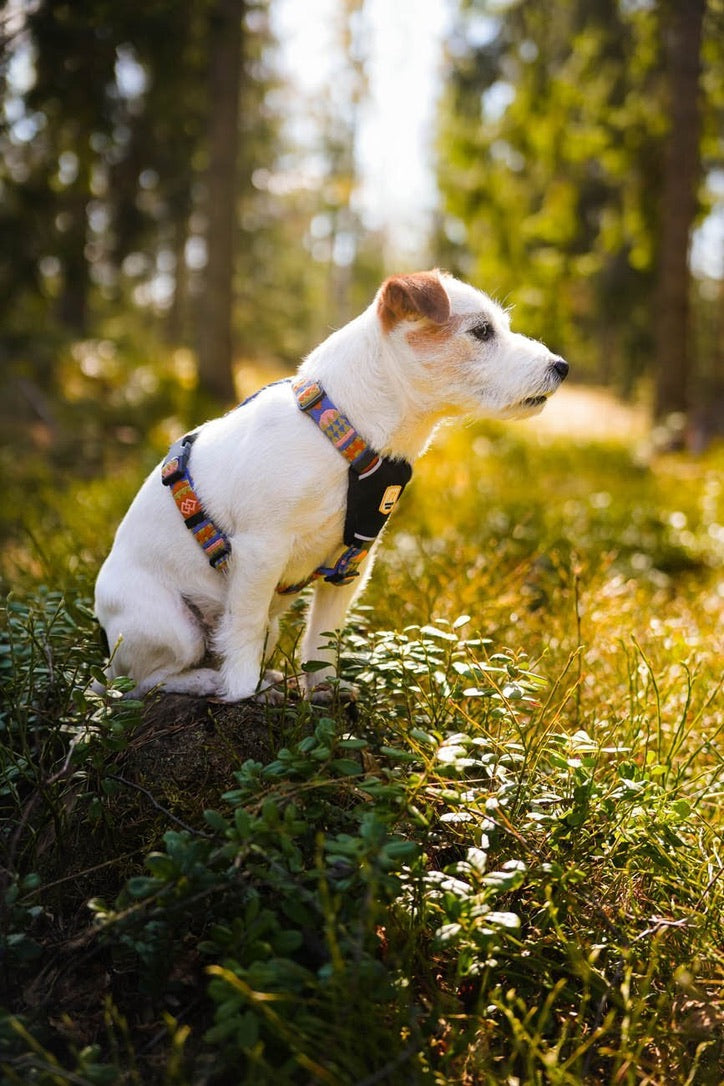 Nightless Night Dog Harness