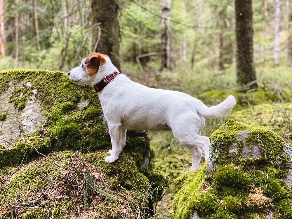 Polar Night Dog Collar