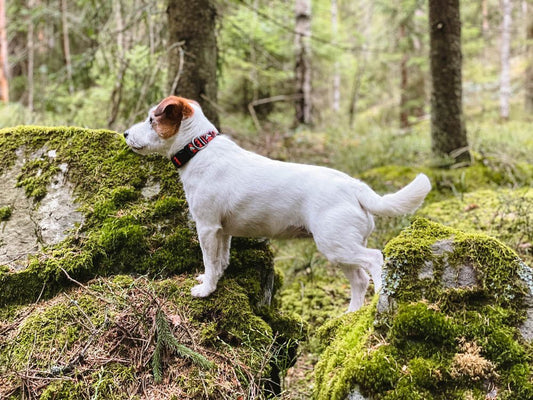 Polar Night Dog Collar