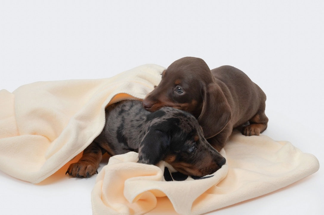 Microfiber Towel