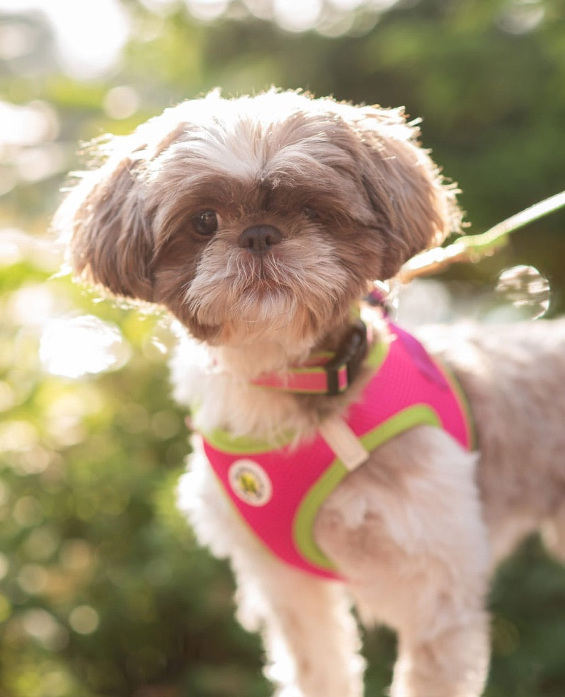 Pink and Lime Small Dog Vest Harness