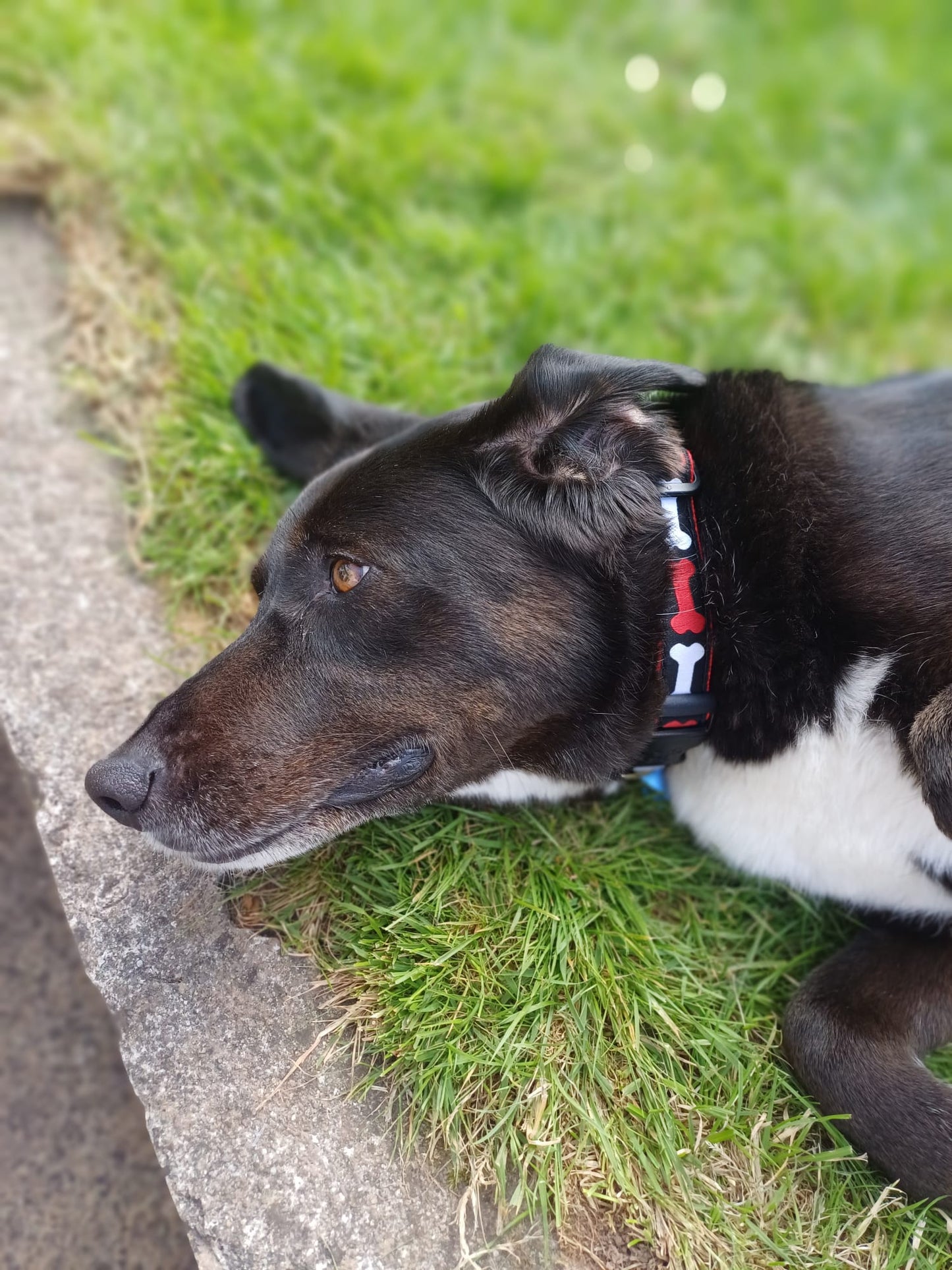 No Bones About It Dog Collar