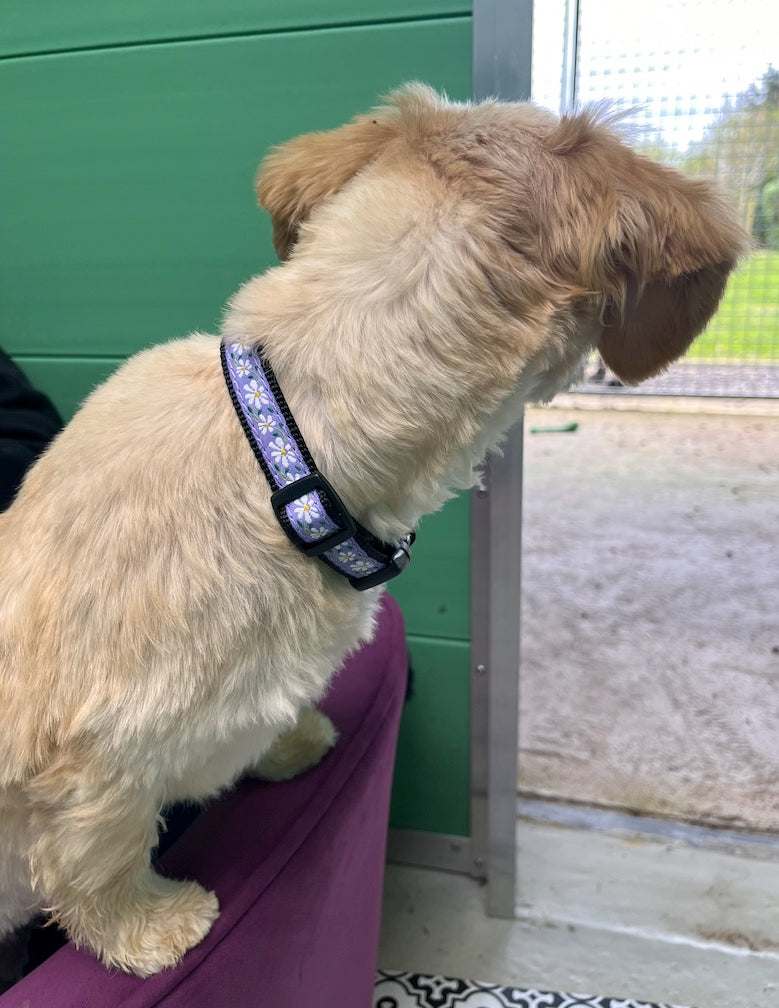 Daisy Dog Collar