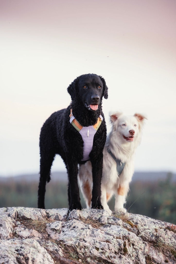 Alpha 360 Dog Harness - Lavendar Mix | Sustainable & "Easy-On" Design