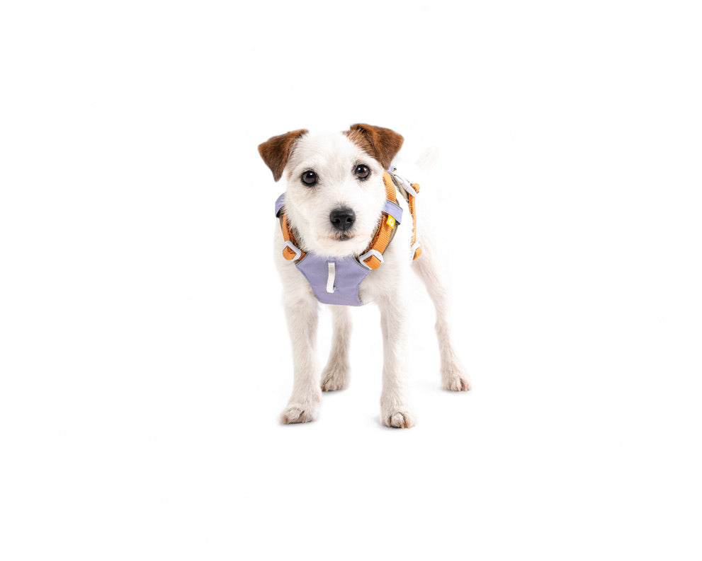 Alpha 360 Dog Harness - Lavendar Mix | Sustainable & "Easy-On" Design