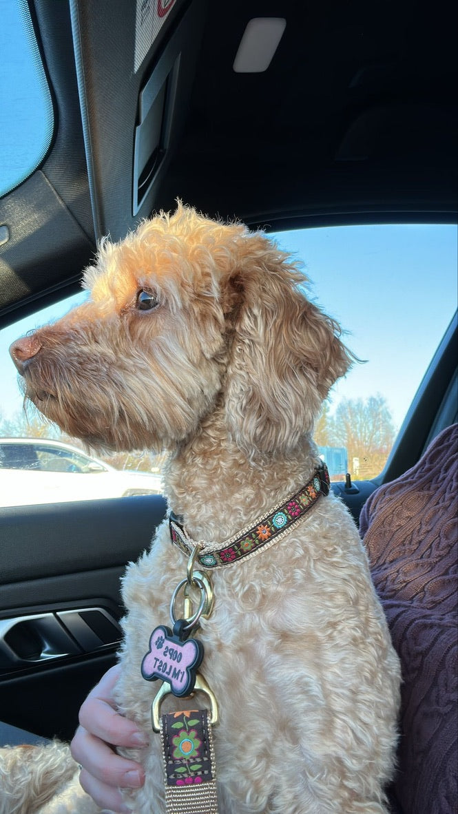 Bella Floral Dog Collar