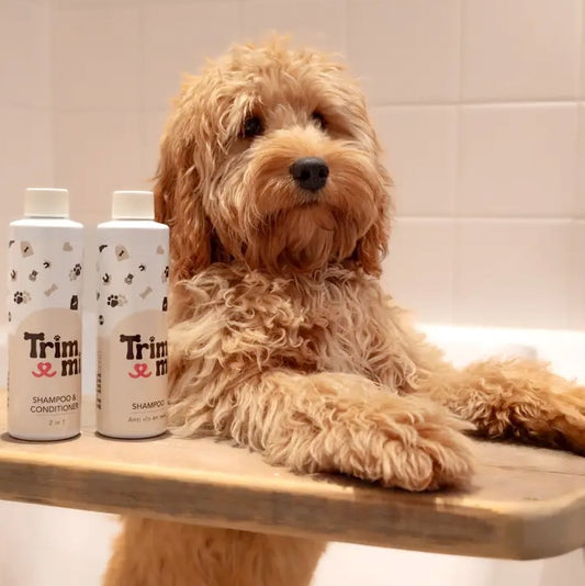 Shampoo & Conditioner – 2 in 1