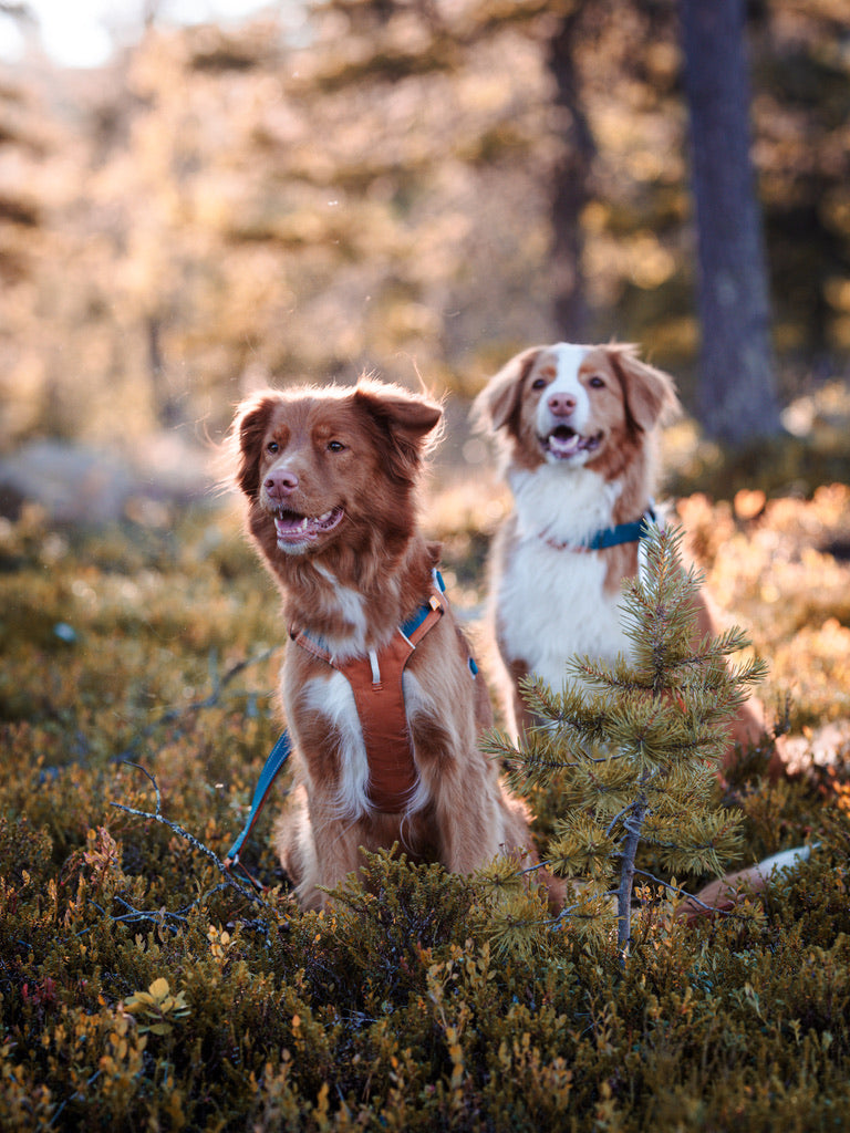 Alpha 360 Dog Harness - Terracotta Mix | Sustainable & "Easy-On" Design