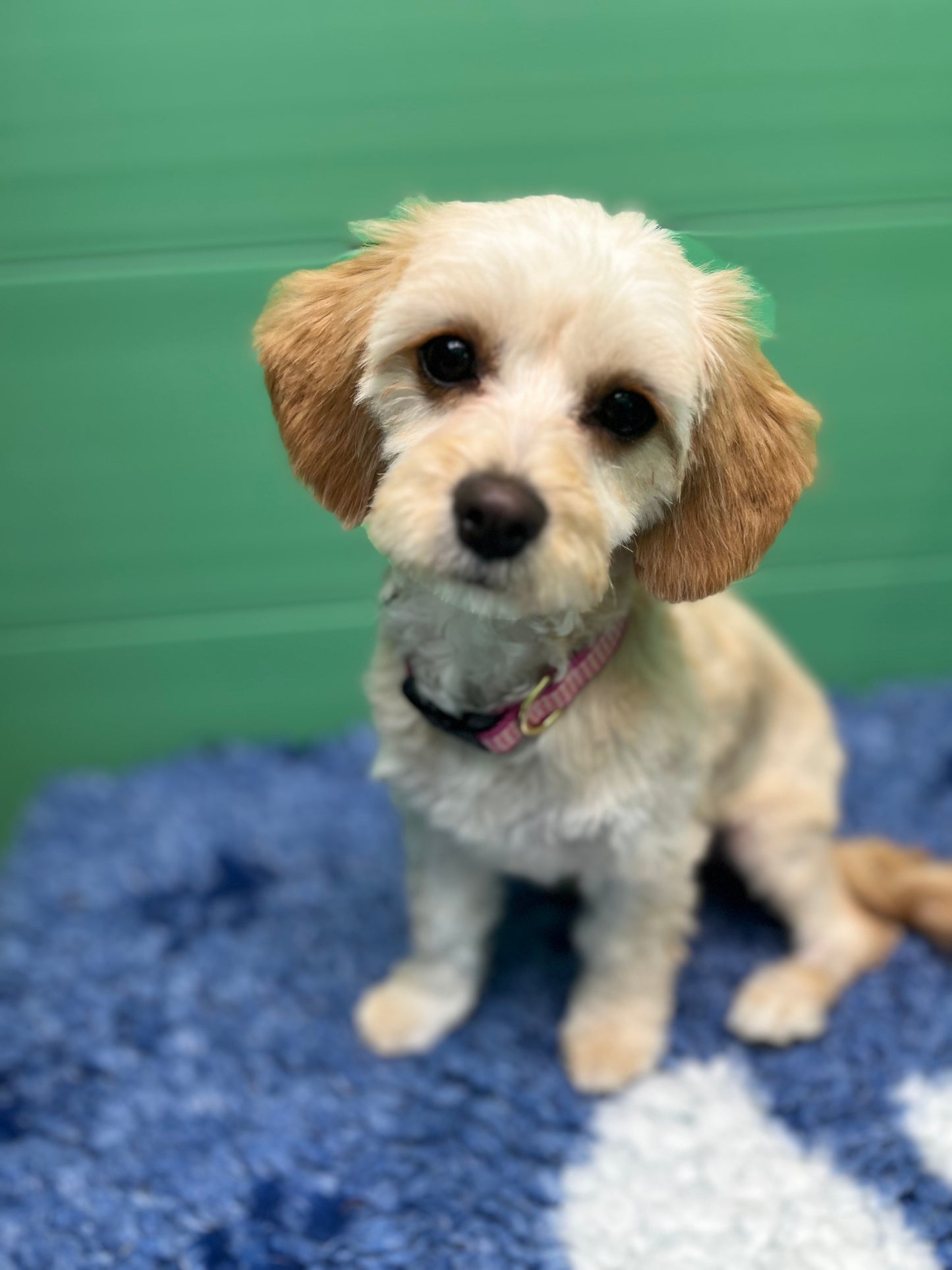 Pink Gingham Dog Collar