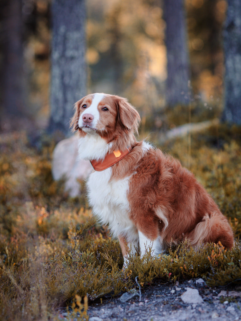 Alpha 360 Dog Collar Terracotta Mix