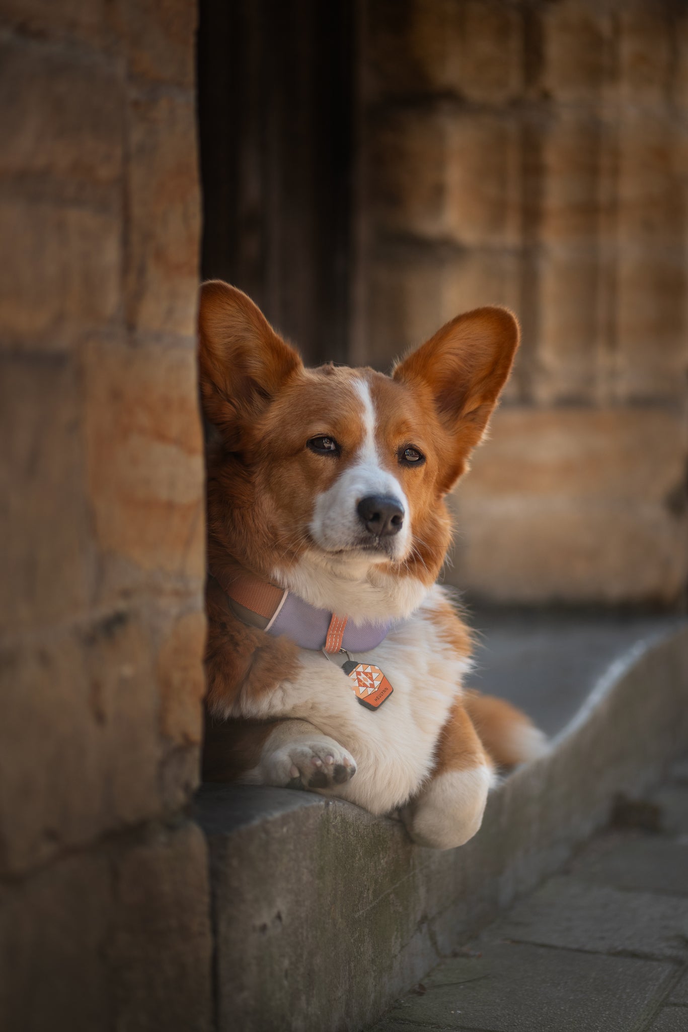 Alpha 360 Dog Collar Lavender