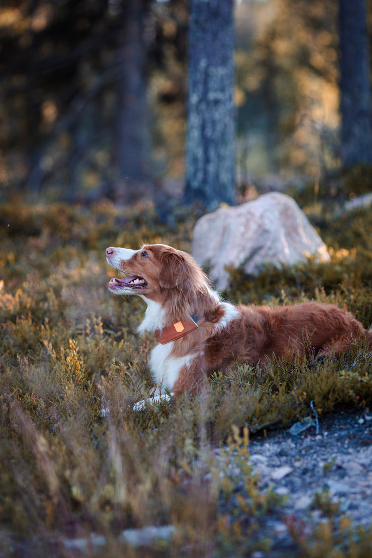 Alpha 360 Dog Collar Terracotta Mix