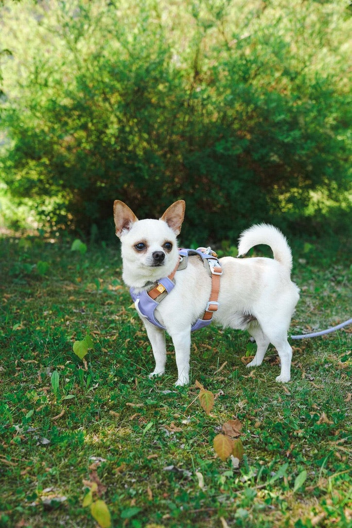 Alpha 360 Dog Harness - Lavendar Mix | Sustainable & "Easy-On" Design