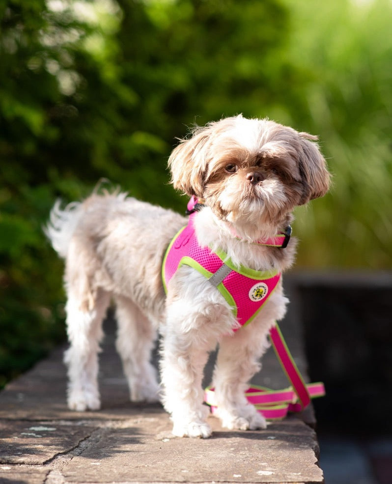 Pink and Lime Small Dog Vest Harness