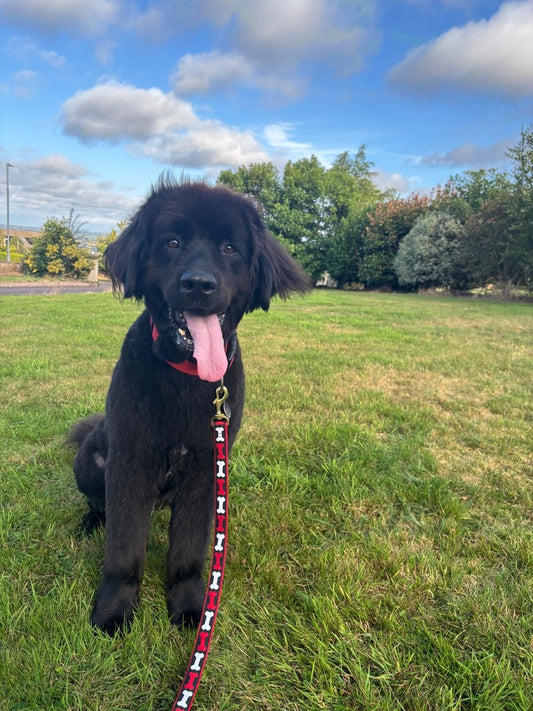 No Bones About It Dog Lead