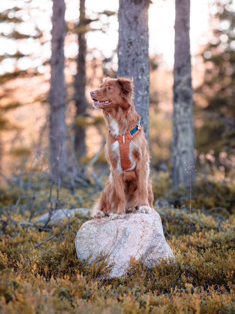 Alpha 360 Dog Harness - Terracotta Mix | Sustainable & "Easy-On" Design