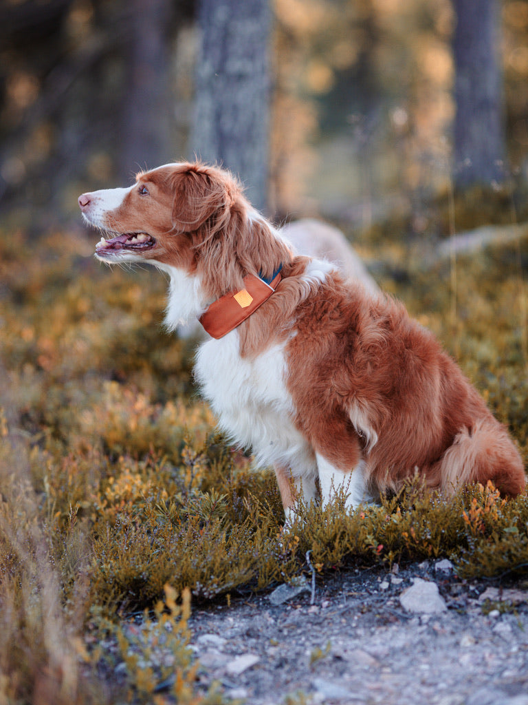 Alpha 360 Dog Collar Terracotta Mix