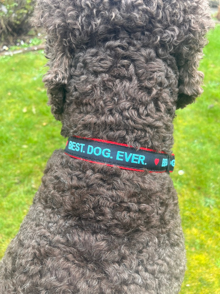 Best Dog Ever Dog Collar