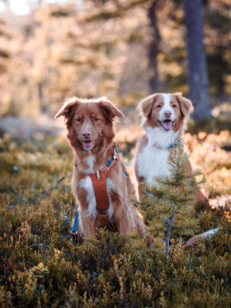 Alpha 360 Dog Harness - Terracotta Mix | Sustainable & "Easy-On" Design