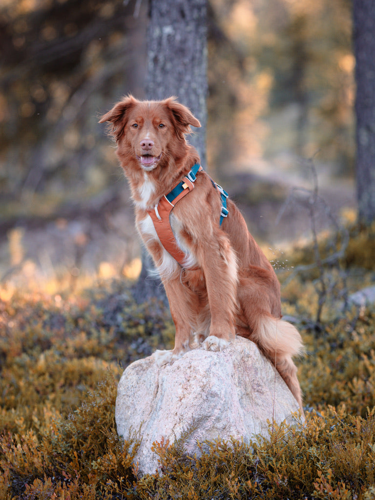 Alpha 360 Dog Harness - Terracotta Mix | Sustainable & "Easy-On" Design