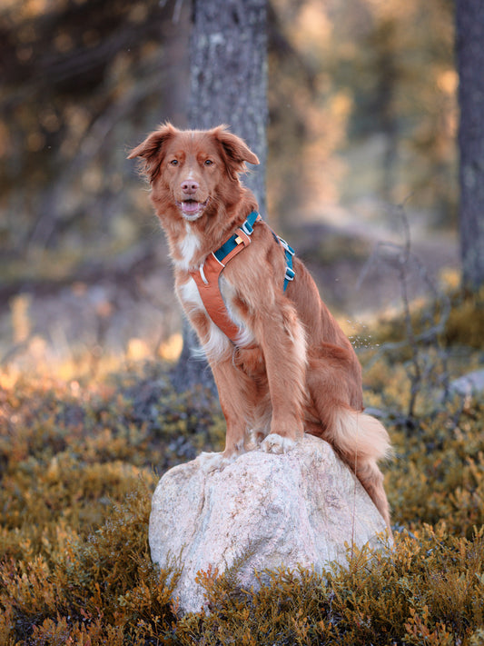 Alpha 360 Dog Harness - Terracotta Mix | Sustainable & "Easy-On" Design
