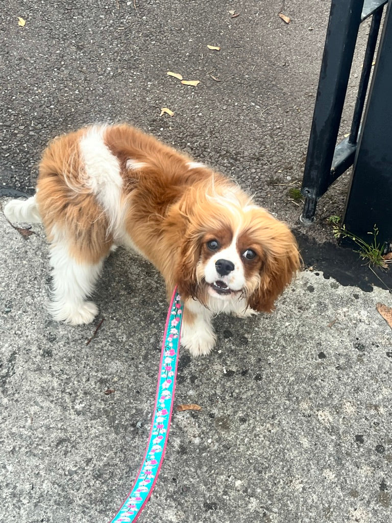 Cherry Blossoms Dog Lead