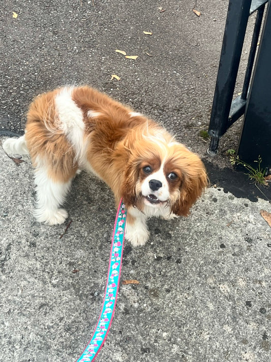 Cherry Blossoms Dog Lead