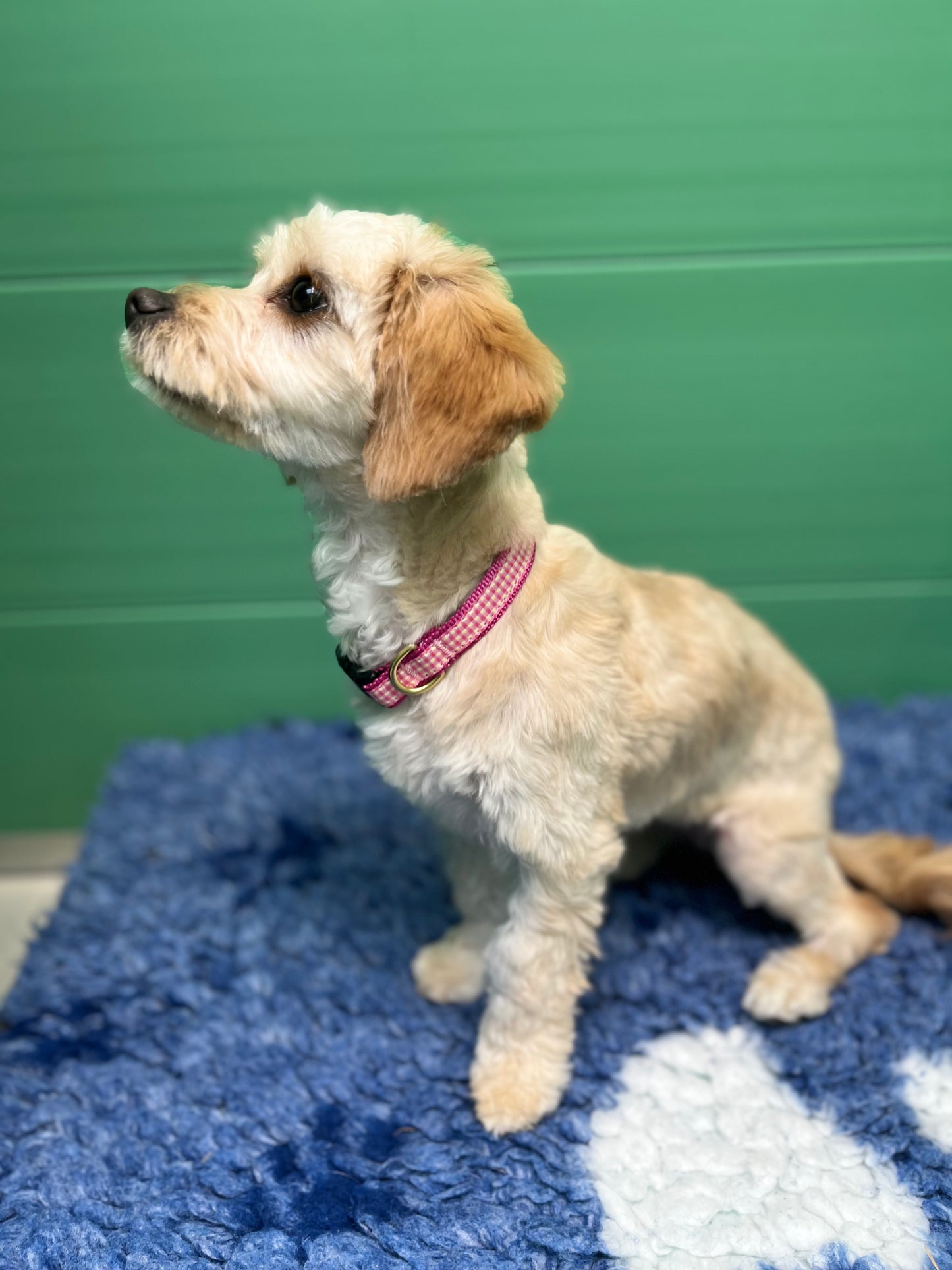 Pink Gingham Dog Collar