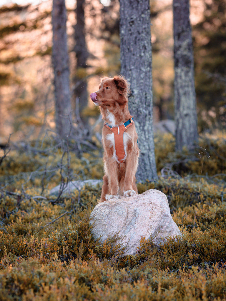 Alpha 360 Dog Harness - Terracotta Mix | Sustainable & "Easy-On" Design