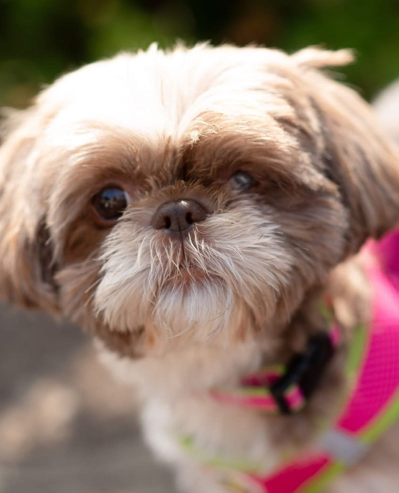 Pink and Lime Small Dog Vest Harness