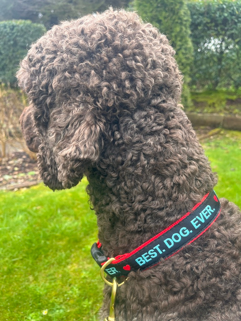Best Dog Ever Dog Collar