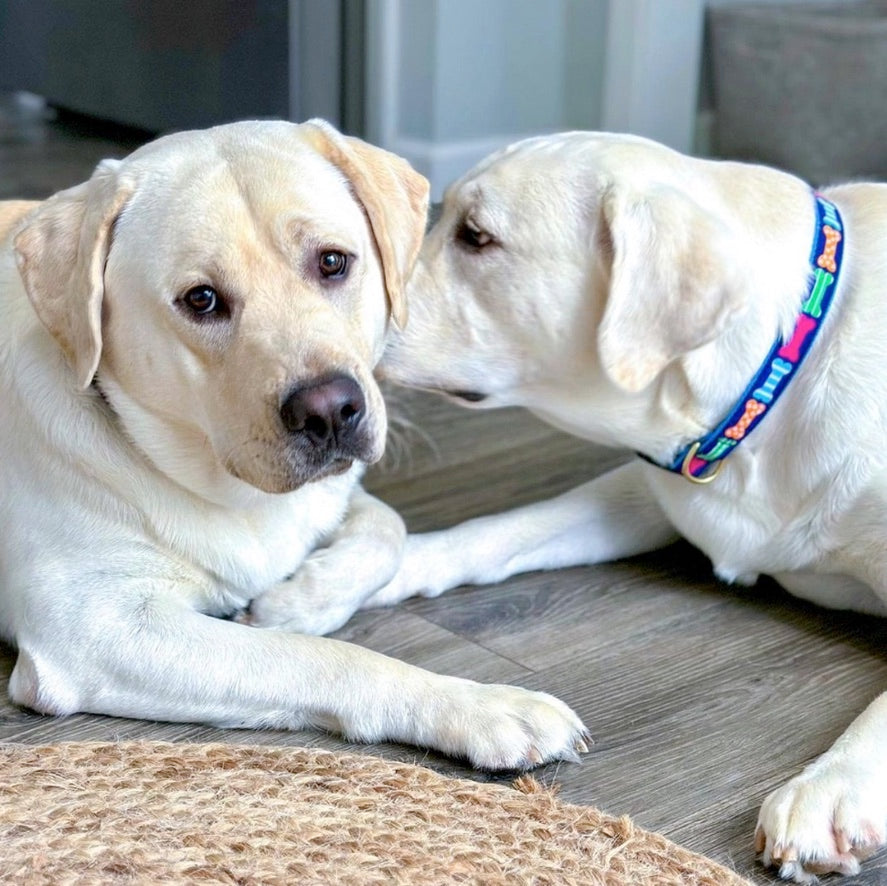 Big Bones Dog Collar