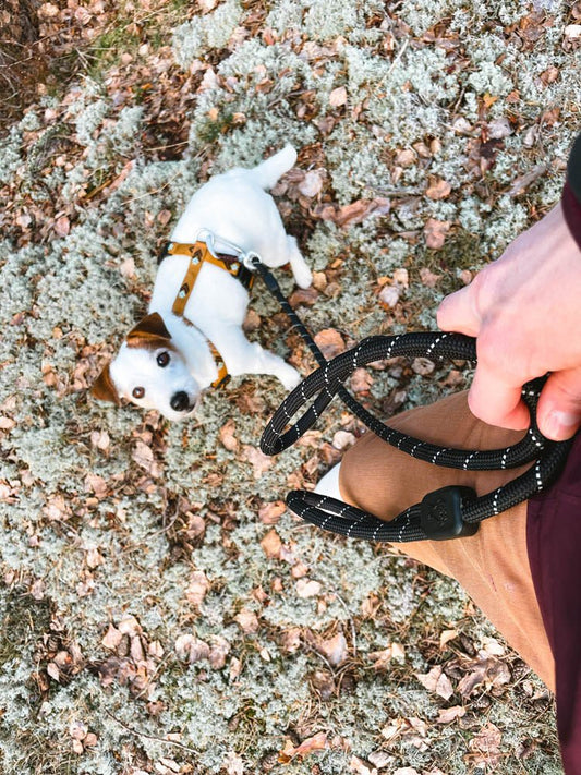 Rope Dog Leash Black
