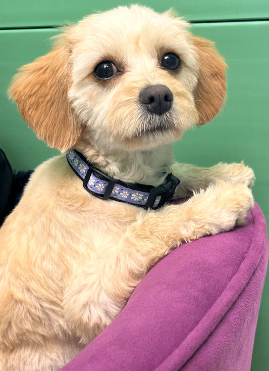 Daisy Dog Collar