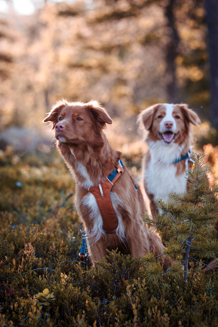 Alpha 360 Dog Harness - Terracotta Mix | Sustainable & "Easy-On" Design