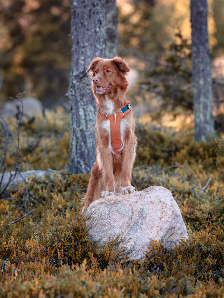 Alpha 360 Dog Harness - Terracotta Mix | Sustainable & "Easy-On" Design