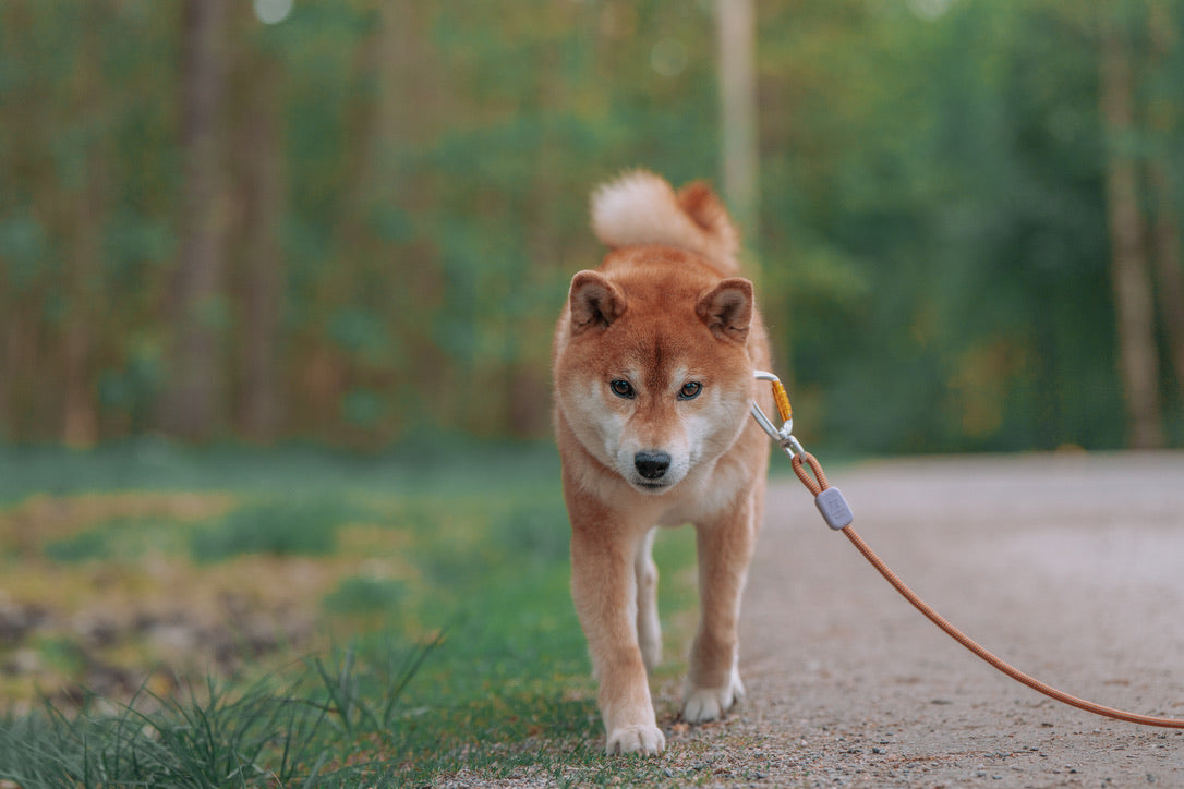 Rope Dog Leash Terracotta