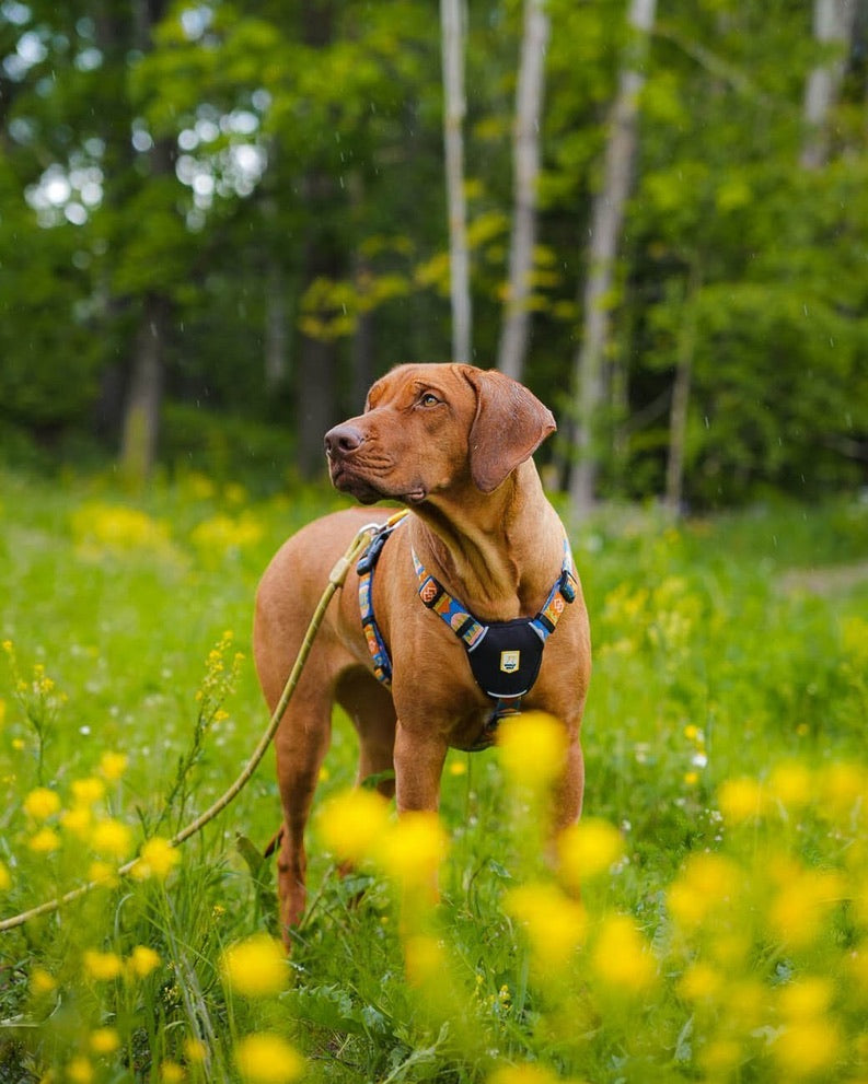 Nightless Night Dog Harness