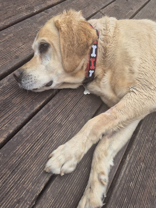No Bones About It Dog Collar