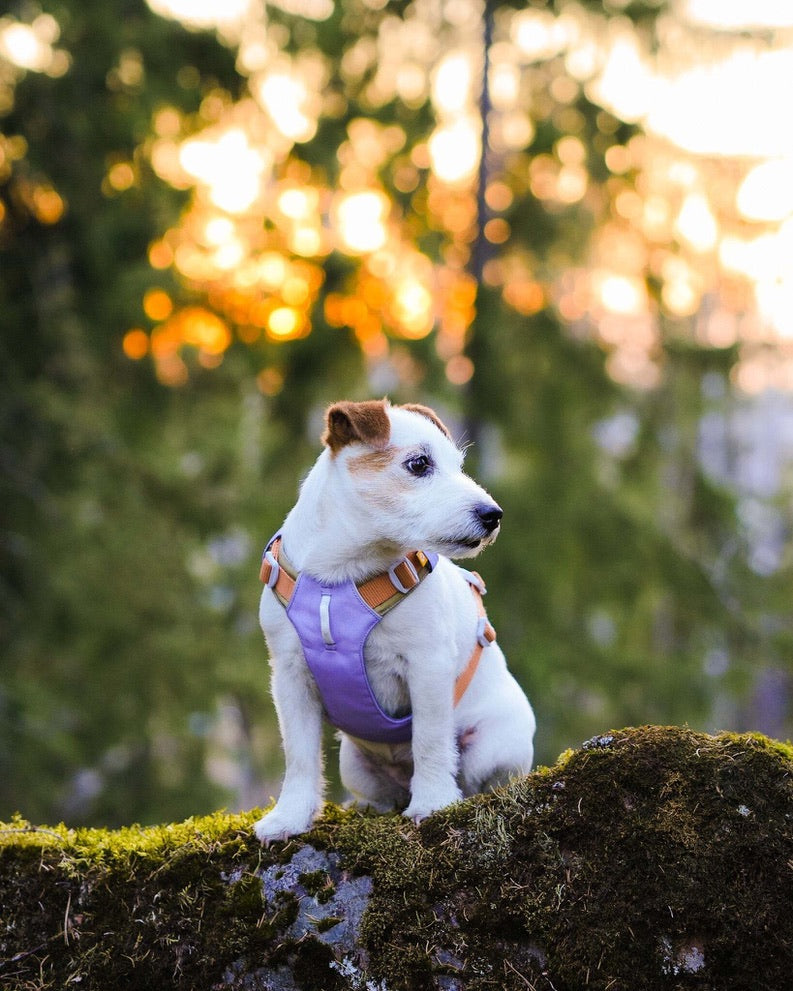 Alpha 360 Dog Harness - Lavendar Mix | Sustainable & "Easy-On" Design
