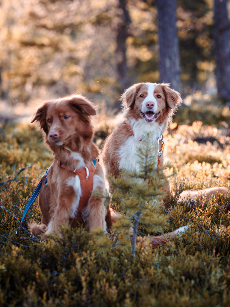 Alpha 360 Dog Harness - Terracotta Mix | Sustainable & "Easy-On" Design